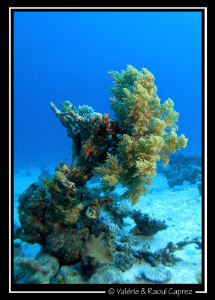Picture taken with a Canon G9 in Dahab. by Raoul Caprez 